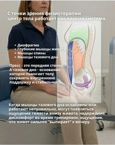 Анатомия Тазового Дна